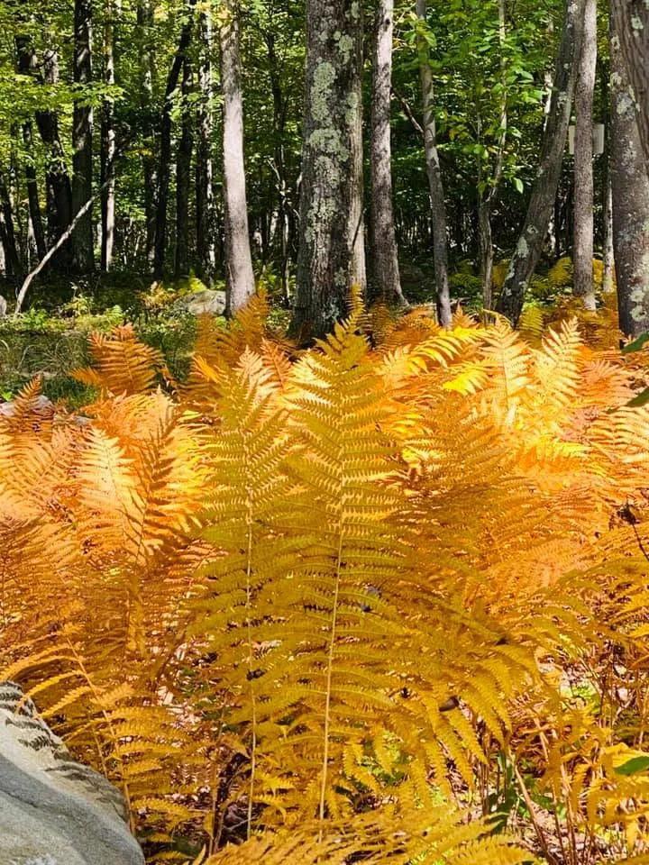 Fall In Full Color