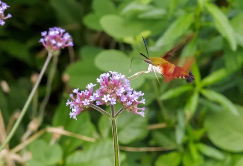 Natives vs. non-natives -- good or bad for pollinators?
