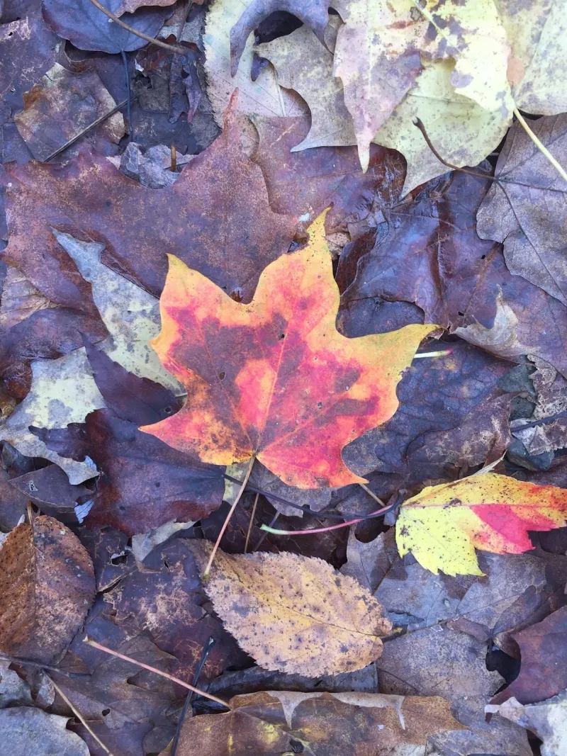 Deep Creek Daily Notes Blog October 21