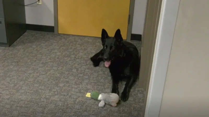 'He has done a good job': Bangor police K-9 retiring