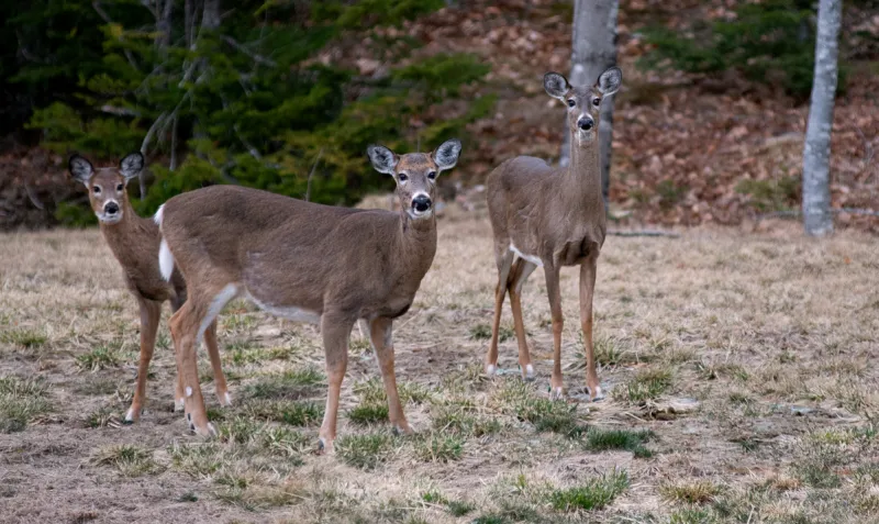 Deer hunt reveals the need to stop thinking so much