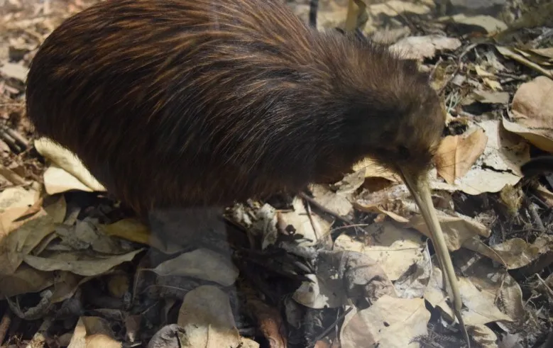 Lewiston bird club to host lecture about New Zealand Dec. 5
