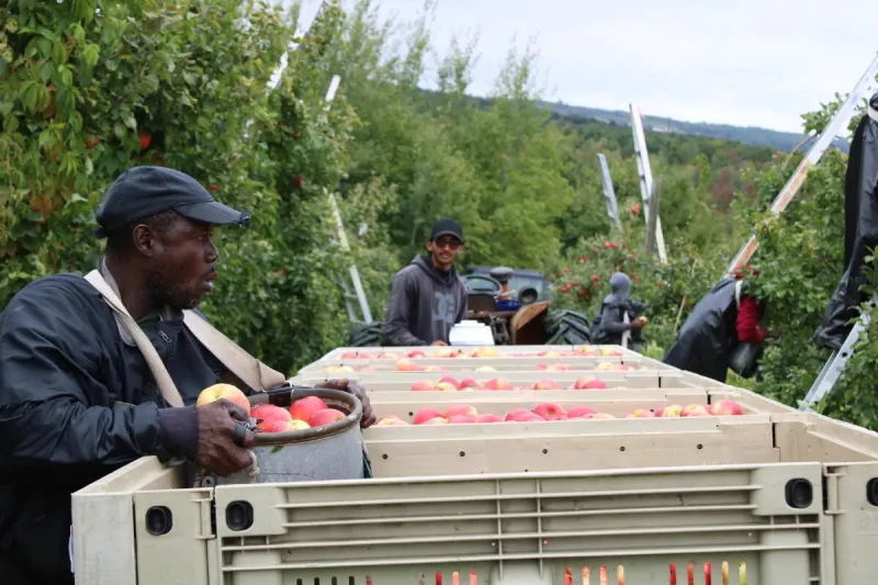 Susan Collins and Angus King need to support farm workforce reform bill