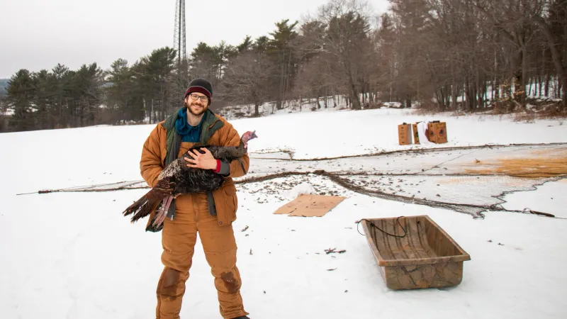 Wild turkeys adapt movement to Maine's winter weather, UMaine study shows