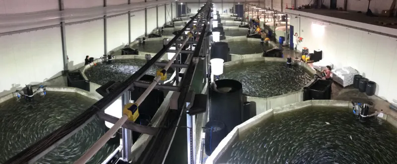 Jonesport approves building permit for $110M fish farm