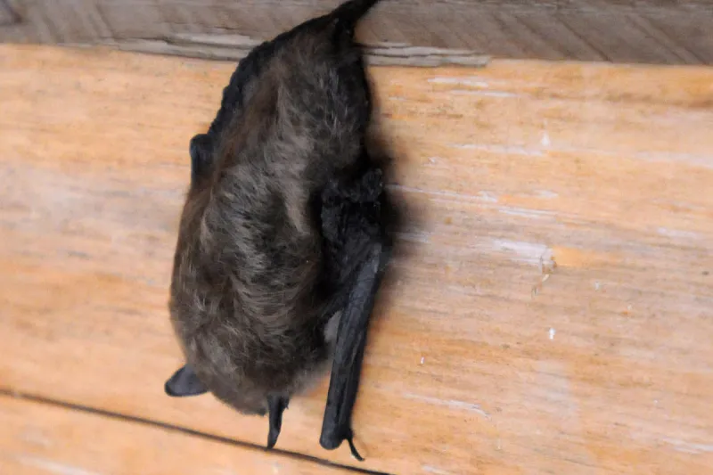 One of the state's rarest bats is now on the federal endangered species list