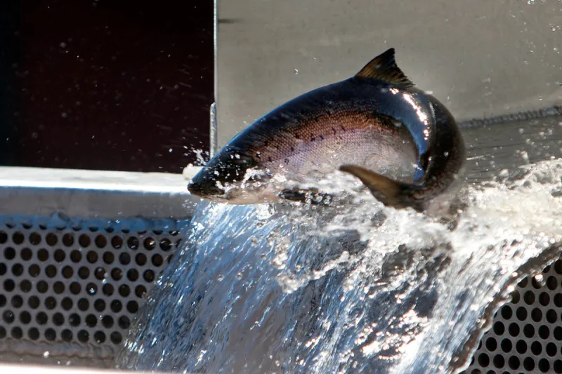 Penobscot River Atlantic salmon returns 2nd highest in 11 years