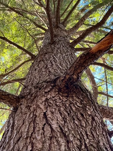 Backyard Reflections: Tree of Life?