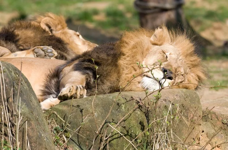 Commentary: Sleep is getting more respect -- as a way to boost productivity. We need a better mindset.
