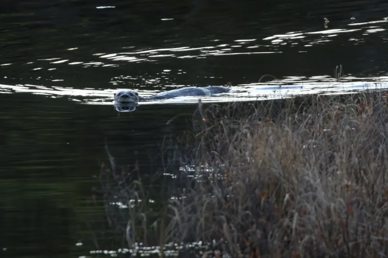 I finally saw Maine river otters in the wild