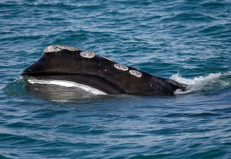 Temporary 'slow zone' implemented off Portland to protect right whales