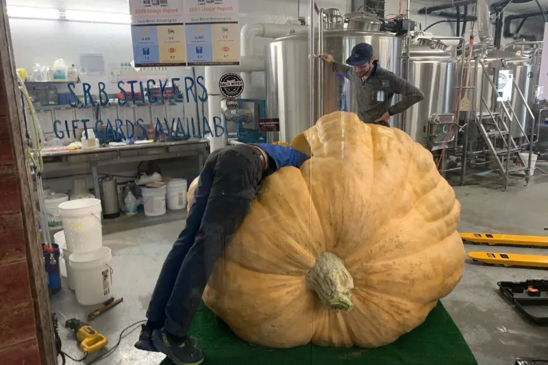 Saco River Brewing's specialty beer fermented in giant pumpkin almost ready to taste
