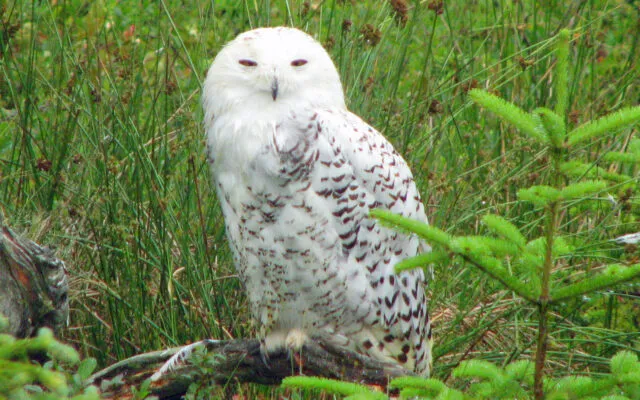Sensitive snowy owls are too sexy for their own good photo policies prove