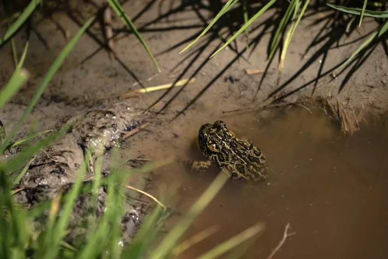 Tiny toad in geothermal power fight gets endangered status