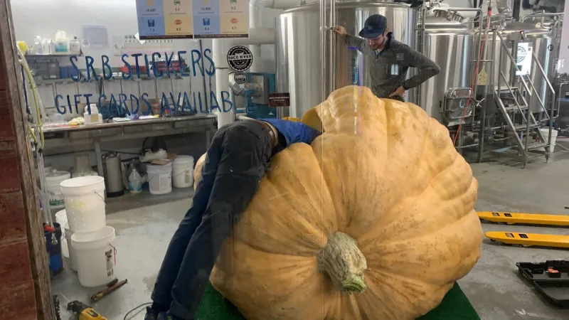 Saco River Brewing to release 'P-Funk' fermented in Charlie Lopresti's giant pumpkin