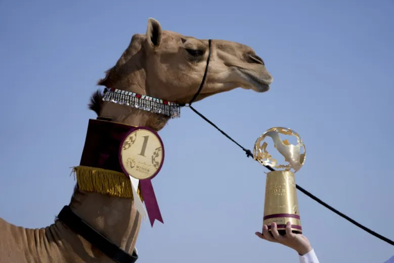 Camel pageant is among World Cup's sidelines attractions