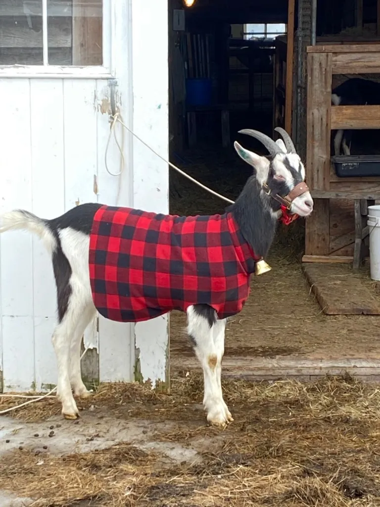 Somerville farm to host Yule Goat fundraiser Dec. 11
