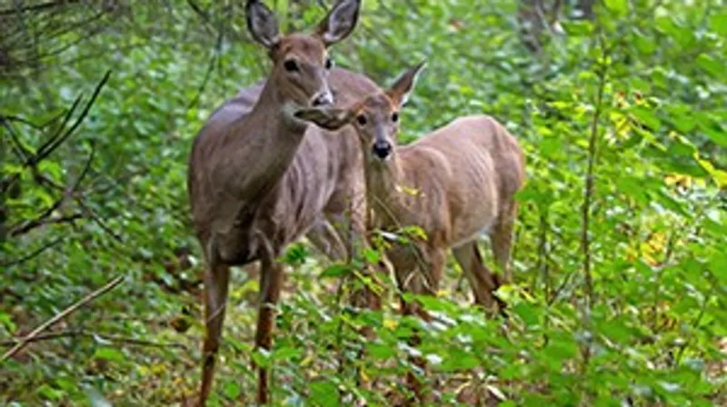 2 dead deer dumped off I-95 in Aroostook County