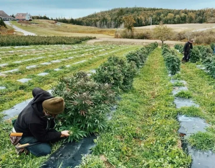 Connecticut hemp farmers want to be given preference for growing recreational marijuana
