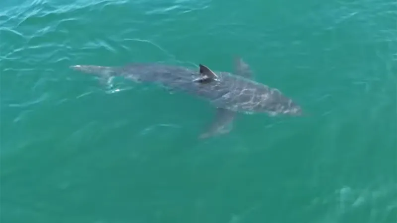 Great white shark lurking near Northeast vacation spot, drone video shows