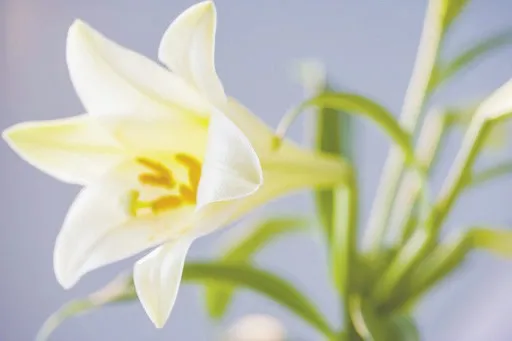 Do you know which flowers and plants are toxic to pets?