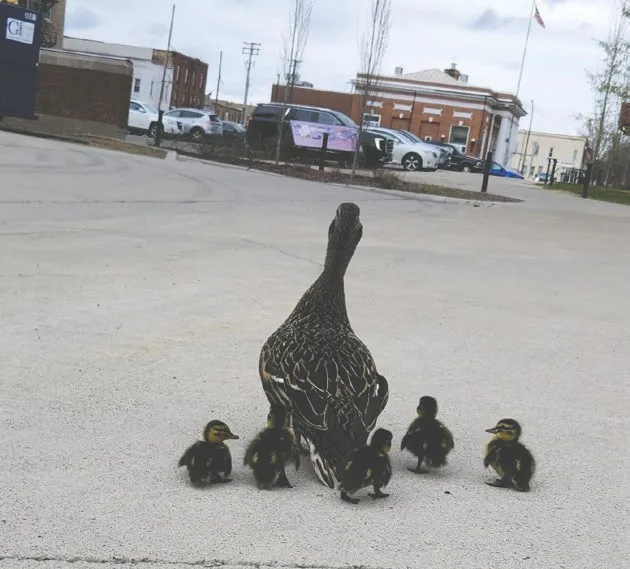 Duckling rescue: A feel-good story of teamwork at its very best