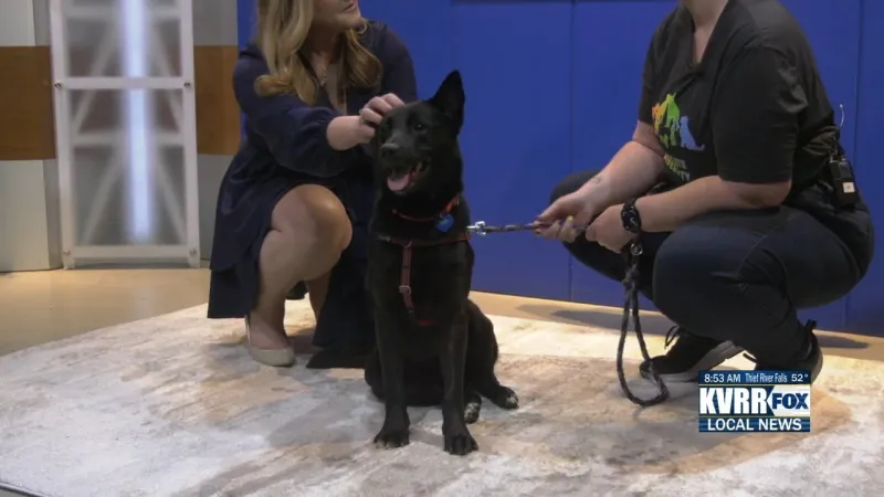Pet Connection: Meet Fable