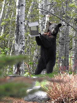 Despite the late green-up, bears are active for Spring