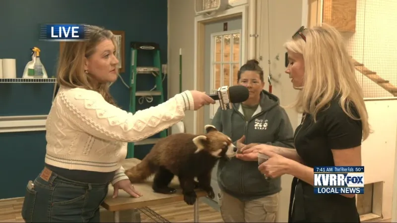 LIVE: Breaking Ground for Red Panda Conservation