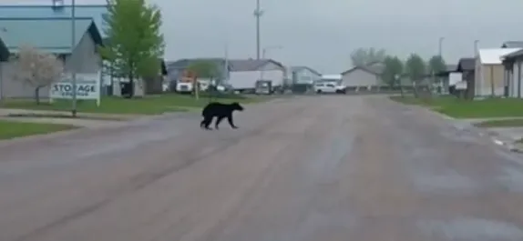 Bear Spotted in Morningside Neighborhood of Moorhead