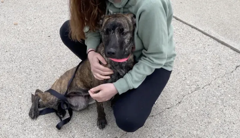 Dog Foster Parents Needed to Help Deal with Kennel Cough Outbreak