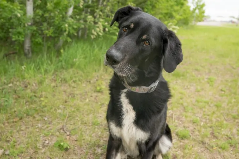 Visit Rocky Today And See His Playful Spirit In Action