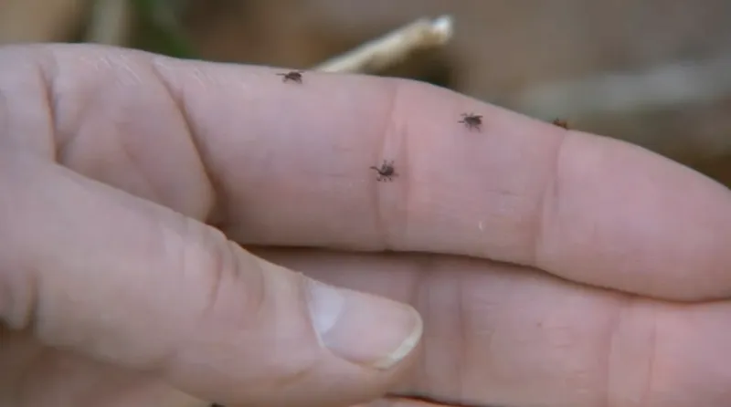 Tick bites are sending more people to the emergency room according to new report by CDC