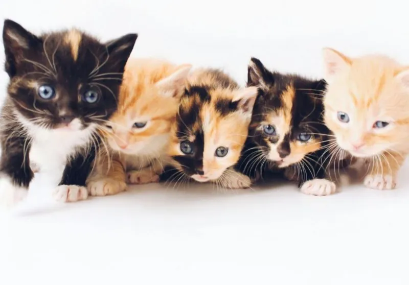 You're Invited to a 'Kitten Shower' at TCHS in St Cloud