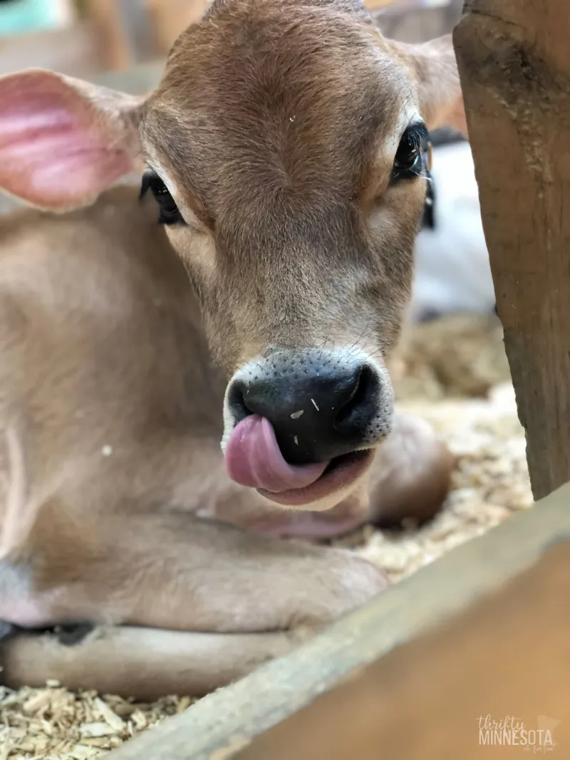 Minnesota County Fairs List: 80+ Fairs to Visit in 2026