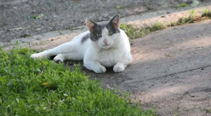 Stray cats