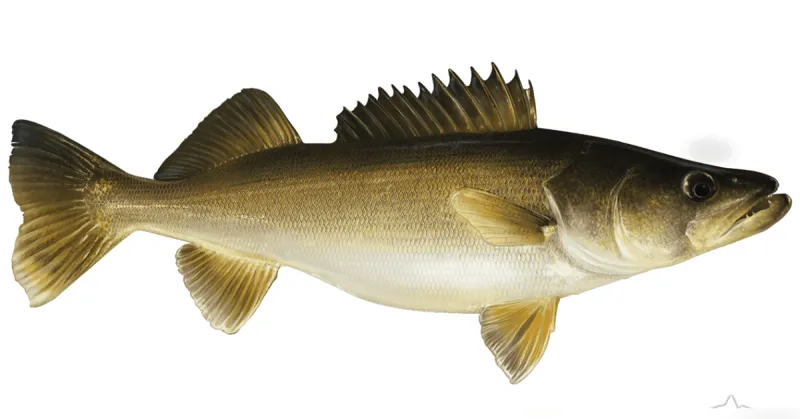 REGIONAL: Walleye fishing tournament set for June 6