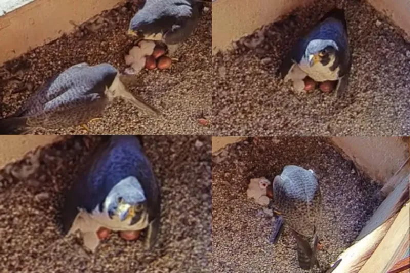 Historic Nesting For Acadia As She Welcomes Baby Falcons