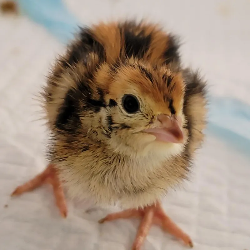 Interactive Poultry Program Offers Egg-citing Fun For Kids