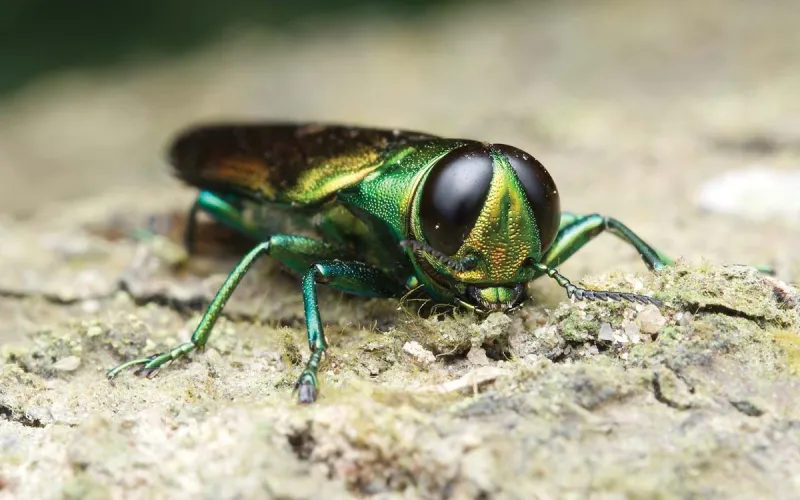 Has the Emerald Ash Borer Met Its Match?