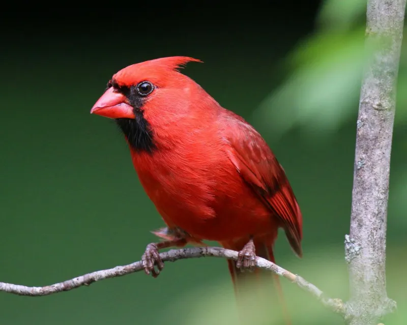 Minnesota Bird Lovers: I Thought My Aunt Was Making This Up