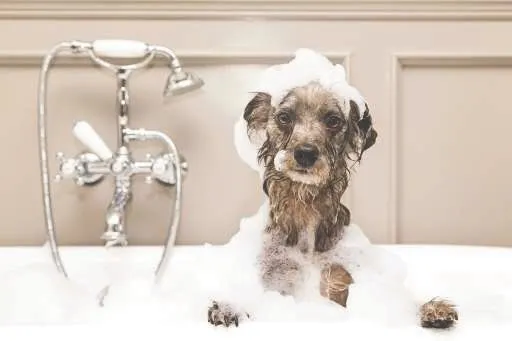 Some dogs never learn... How to remove the dreaded skunk smell from your dog