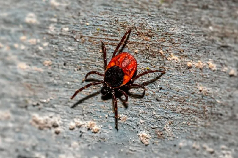 Minnesota's Tick Season Is Here: Is It Really Worse Than Last Yea