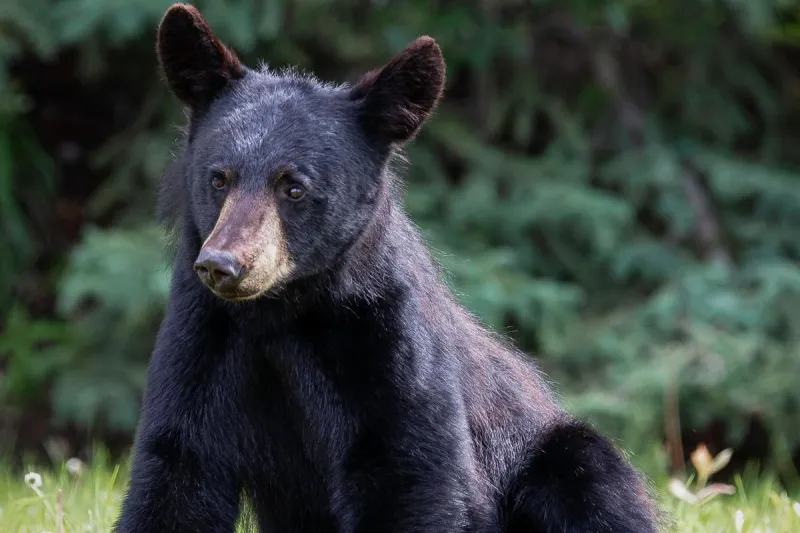 'Viral' Minnesota Bear Killed Along I-90 In Southern Minnesota