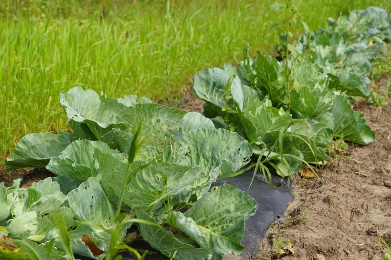 Grants Help Students Connect With Local Food Sources