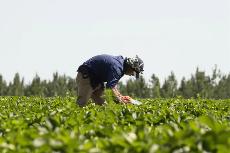 Farmworkers at risk due to dangerous humidity