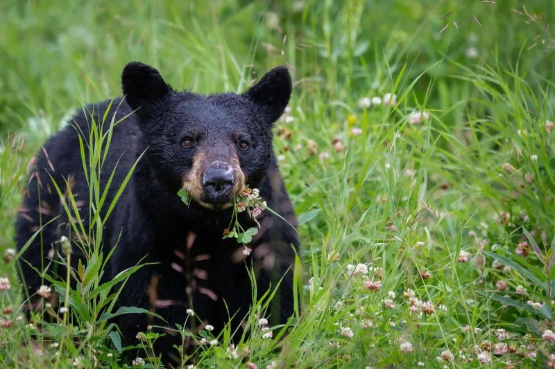 Heartbreaking News About Todd, The Black Bear Near Austin, MN