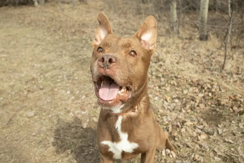 Could You Be The One To Give Franklin A Home?