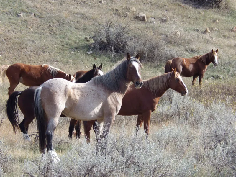 Bill to maintain wild horses at TR National Park passes the Senate, heads to House
