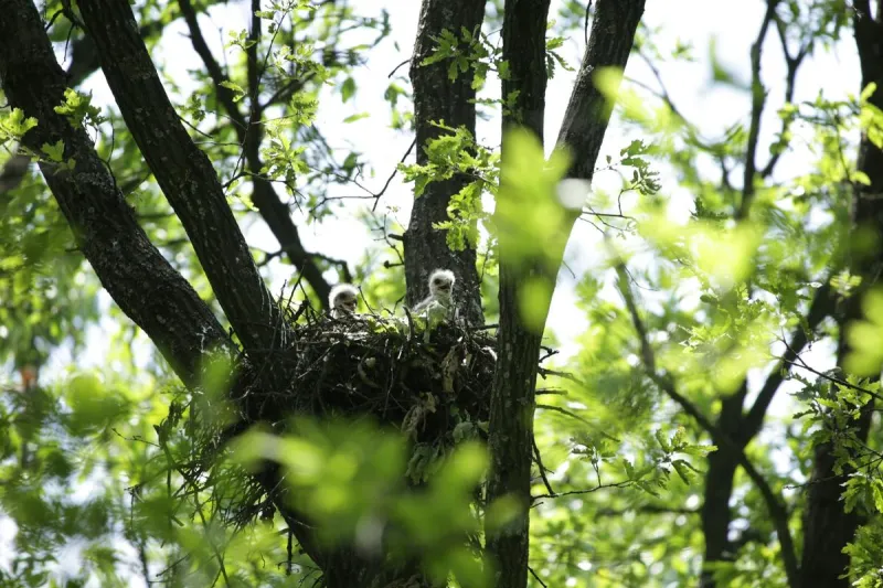 Eaglet's Unexpected Fall Sparks Fear For EagleCam Fans